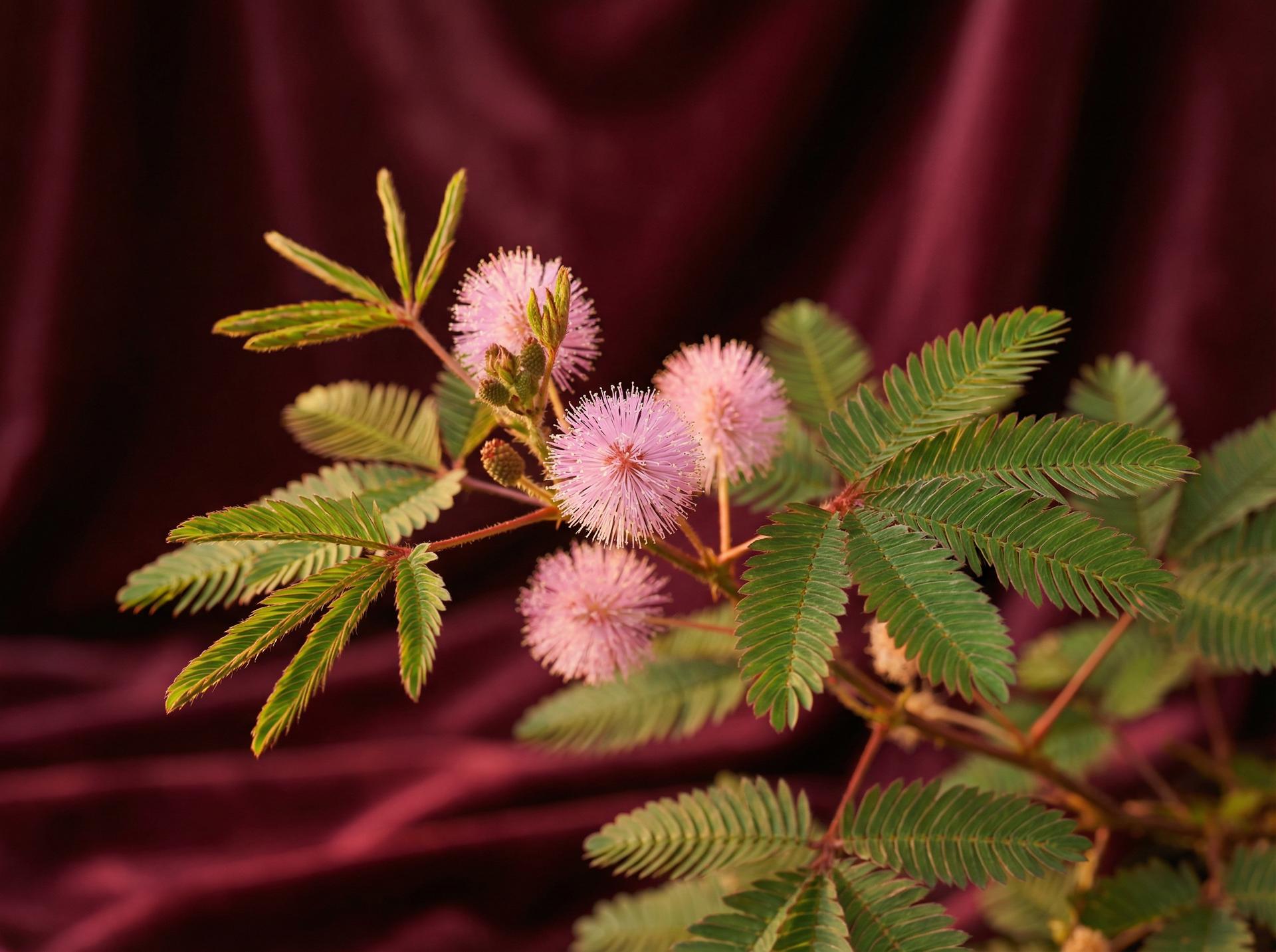 暗网植物视频 - 含羞草养护视频教程