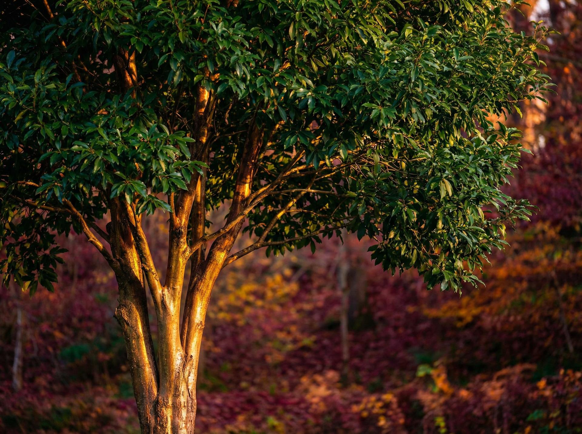 暗网植物保护视频